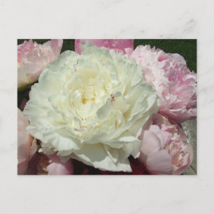 Postal Peonies Rosados/Postal Peony Rosa