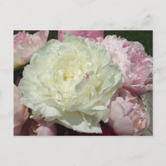 Postal Peonies Rosados/Postal Peony Rosa