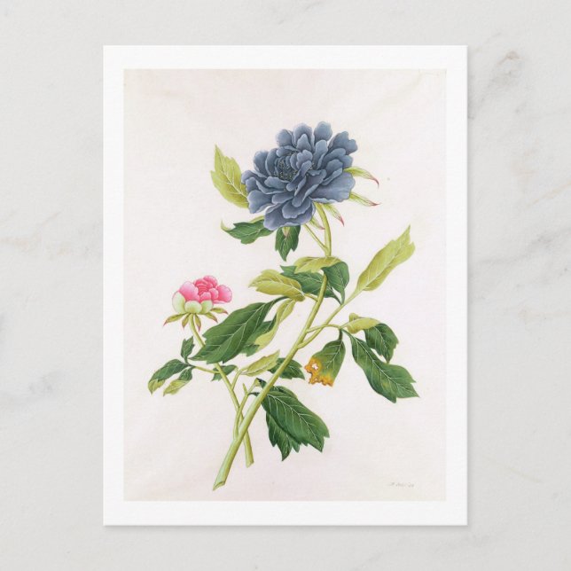 Postal Peony (Anverso)