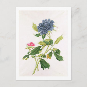 Postal Peony
