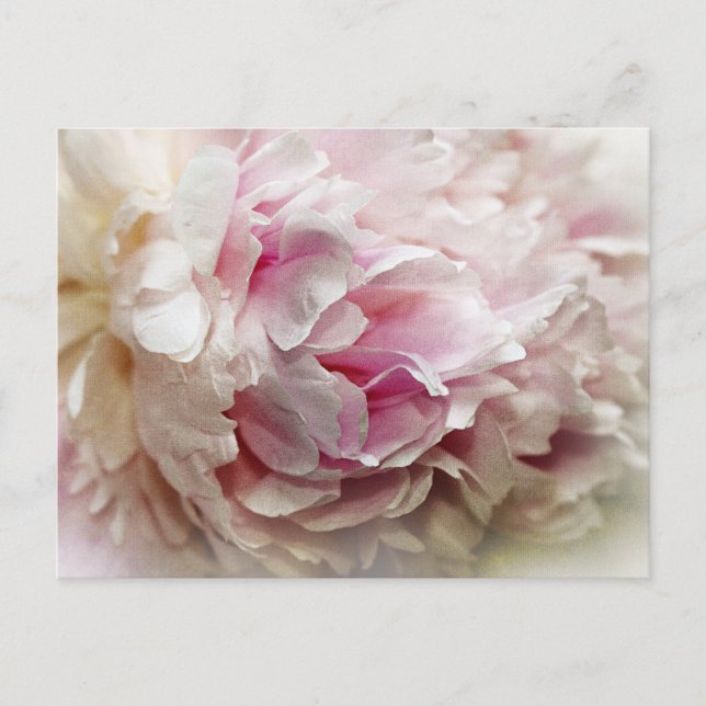 Postal Peony (Anverso)