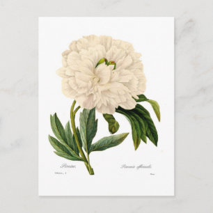 Postal Peony