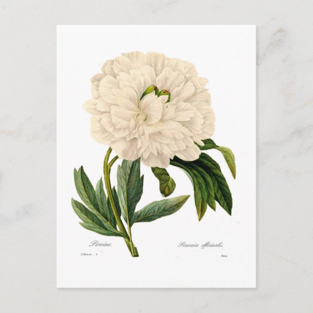 Postal Peony (Anverso)
