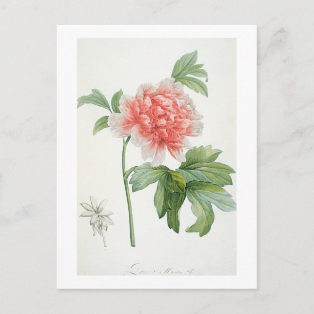 Postal Peony, 1799 (Anverso)
