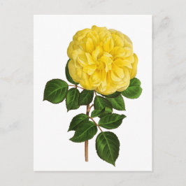 Postal Peony amarillo botánico