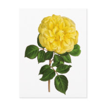 Peony amarillo botánico