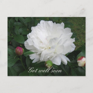 Postal Peony Blanco