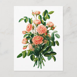 Postal Peony Bokeh rosado botánico