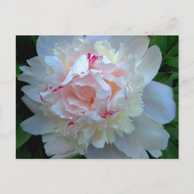 Postal Peony Bonito White (Anverso)