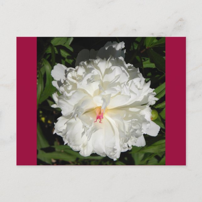 Postal peony Close Paeonia lactiflora (Anverso)