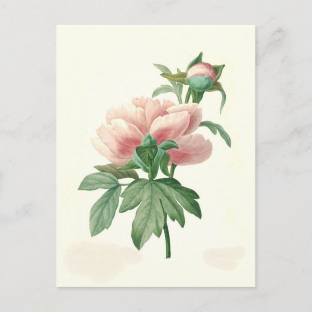 Postal Peony de Pierre-Joseph Redouté (Anverso)