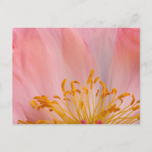 Postal Peony Flower