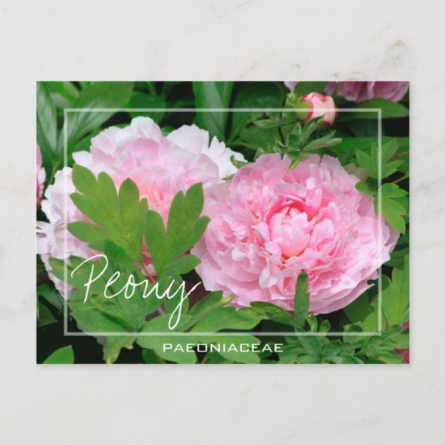 Postal Peony | Paeony | Paeonia De La Flor De Paeoniaceae (Anverso)