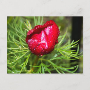 Postal Peony, Paeony, Pion, Peon, Pion, Paeonia