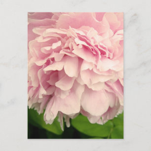 Postal Peony Petals