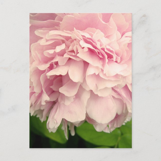 Postal Peony Petals (Anverso)