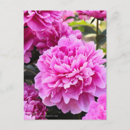 Postal Peony:Postcard