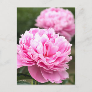 Postal Peony:Postcard