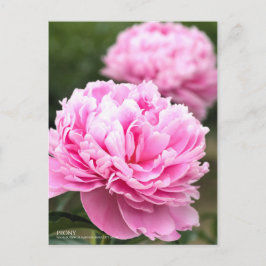Postal Peony:Postcard
