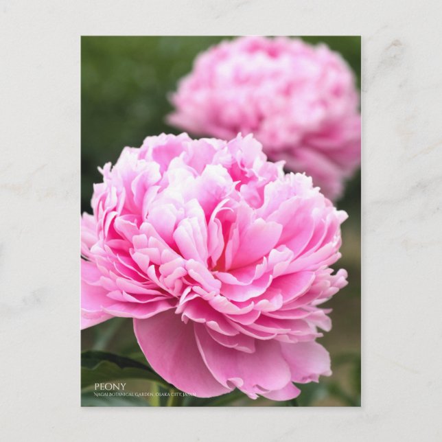 Postal Peony:Postcard (Anverso)