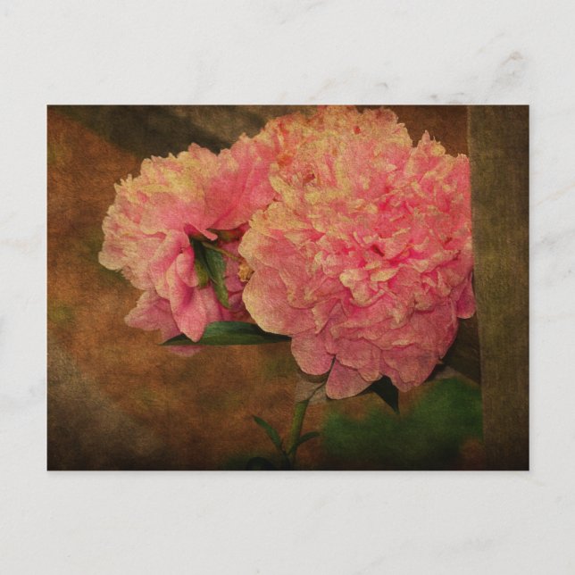 Postal Peony PostCard (Anverso)