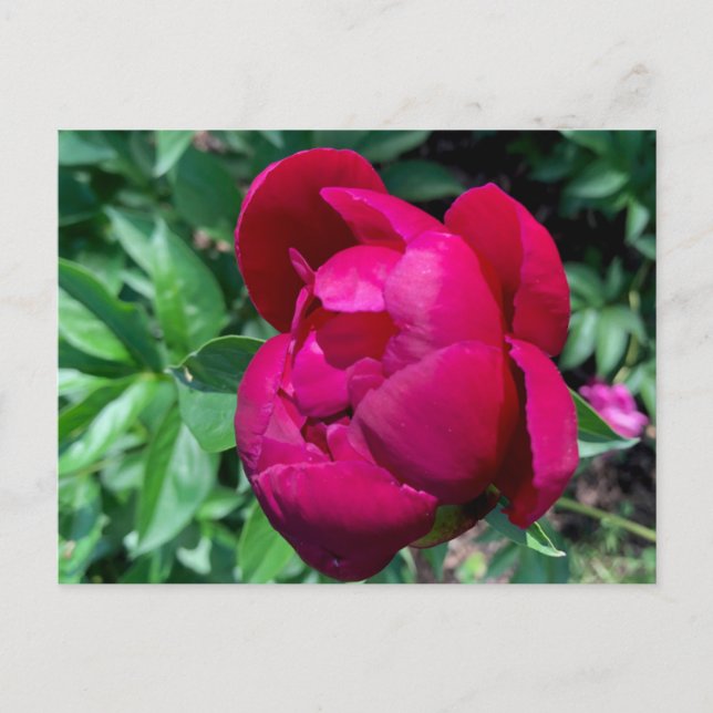 Postal Peony Postcard (Anverso)