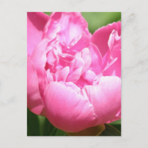 Postal Peony Rosa