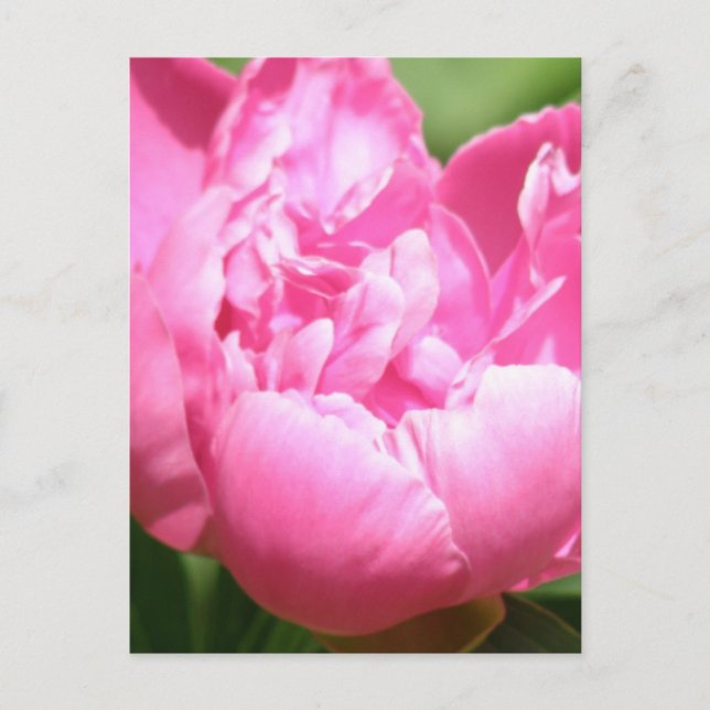 Postal Peony Rosa (Anverso)