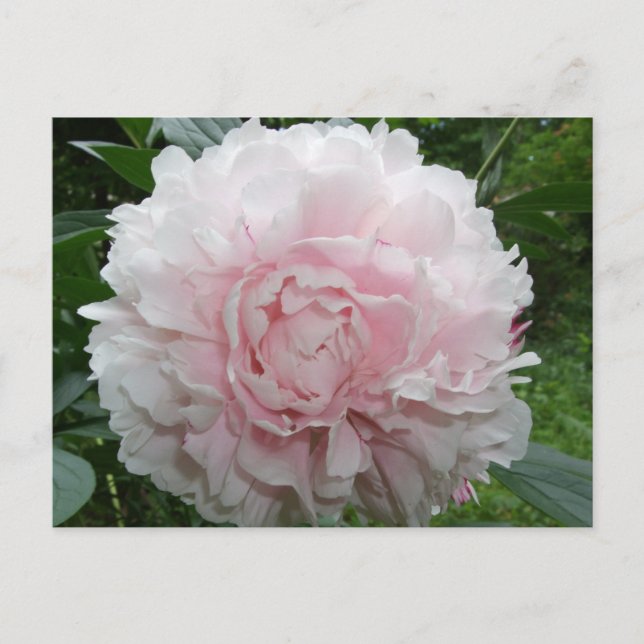 Postal Peony Rosa (Anverso)
