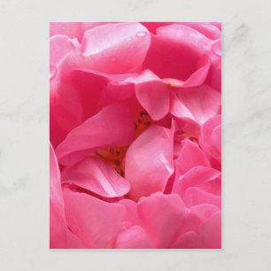 Postal Peony Rosa