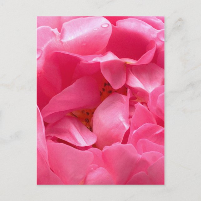 Postal Peony Rosa (Anverso)