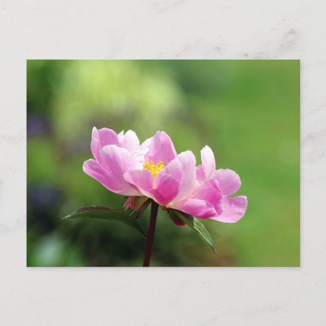 Postal Peony Rosa bonito (Anverso)