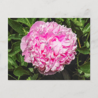 Postal Peony Rosado. Bute Park, Cardiff, Gales