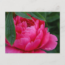 Postal Peony rosado de Bashful
