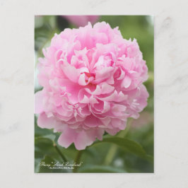 Postal Peony "Sarah Bernhardt":Postcard