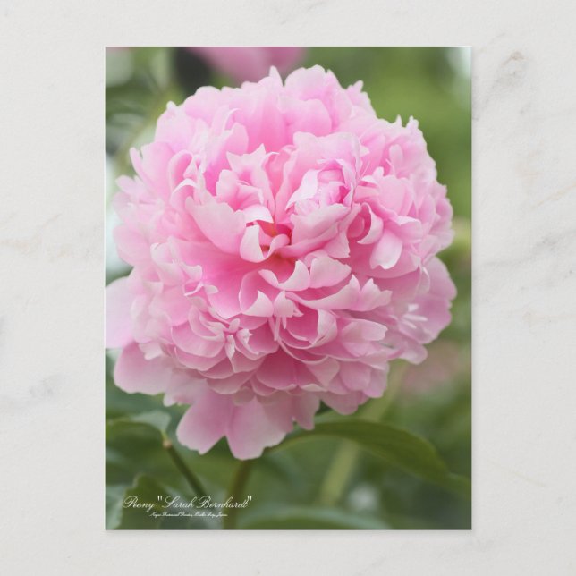 Postal Peony "Sarah Bernhardt":Postcard (Anverso)