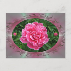 Postal Peony w/buds ~ postcard