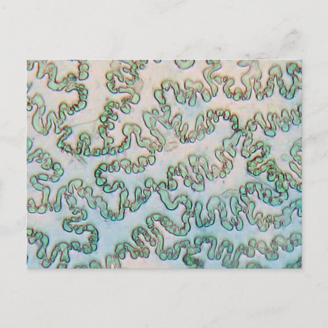 Postal Pépdermis de pimienta en el microscopio (Anverso)