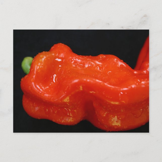 Postal Pepper de Campana Roja (Anverso)