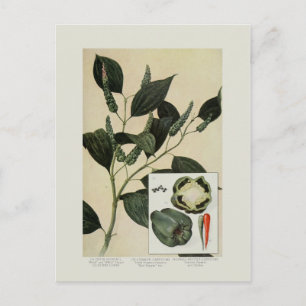 Postal Peppers