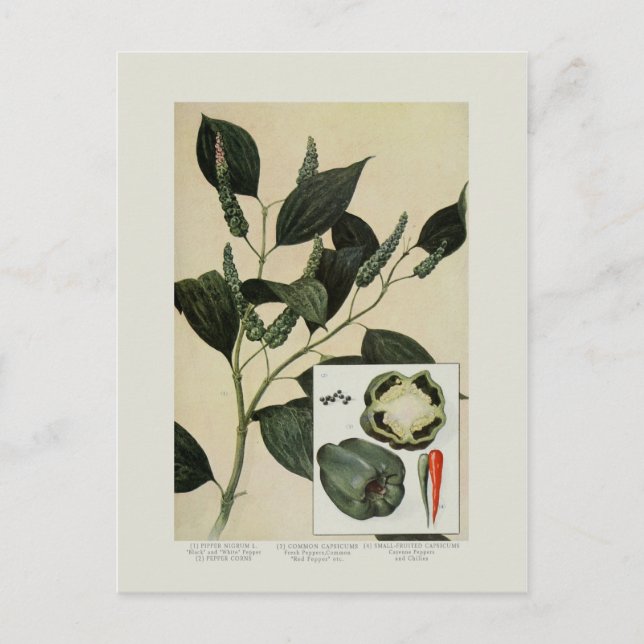 Postal Peppers (Anverso)