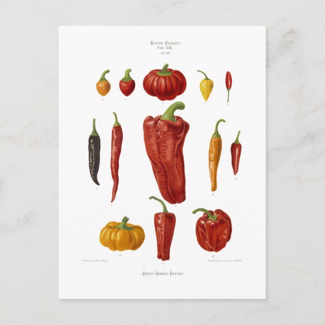 Postal Peppers (Anverso)