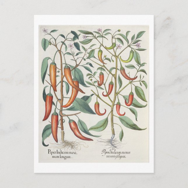 Postal Peppers: 1.Piper Indicum máximo longum; 2.Piper I (Anverso)