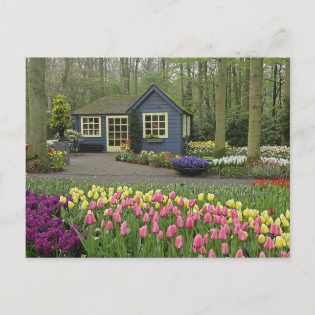 Postal Pequeña cabaña de tienda de flores, Jardines Keuke (Anverso)