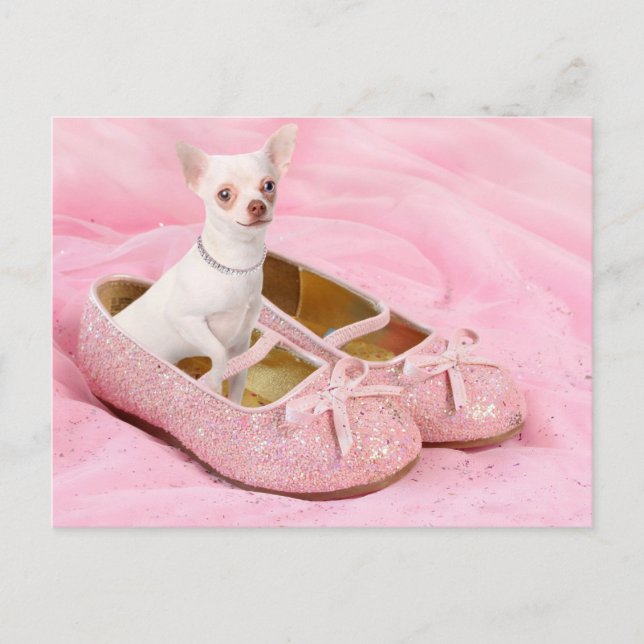 Postal Pequeña chihuahua en zapatos femeninos rosados con (Anverso)
