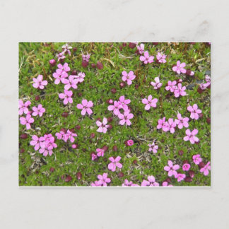 Postal Pequeña Flor Púrpura Alaska