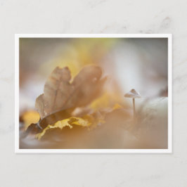 Postal Pequeña foto natural de hongos