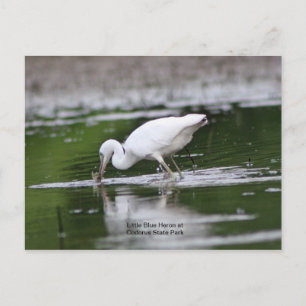 Postal Pequeña garza azul