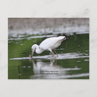 Postal Pequeña garza azul