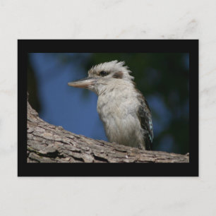Postal Pequeña kookaburra